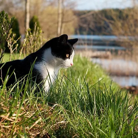 Szara Sowa فندق مبيت وإفطار 3*