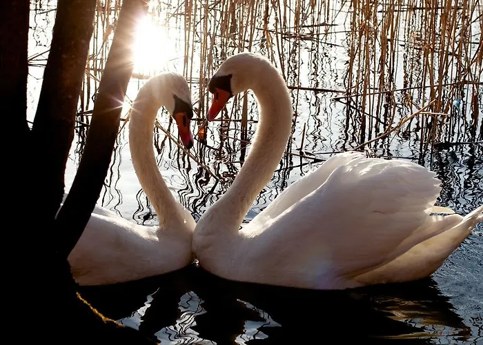 Bed & Breakfast Szara Sowa