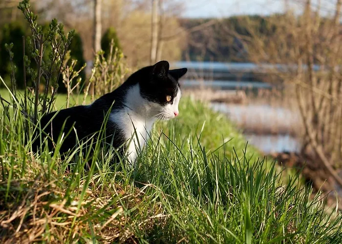 Szara Sowa Bed & Breakfast 3*